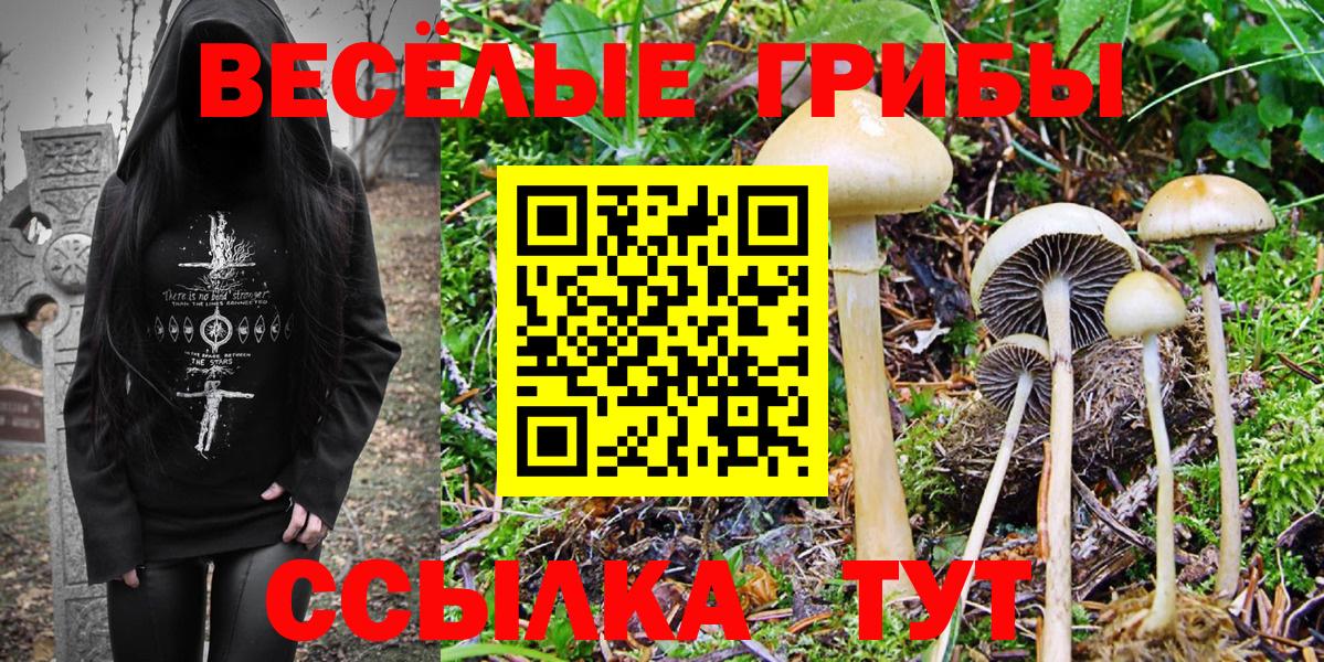Псилоцибиновые грибы Cubensis Омск